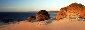 Dune Trees